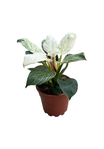 Philodendron 'Birkin' Ø17 CM Y30-35 CM