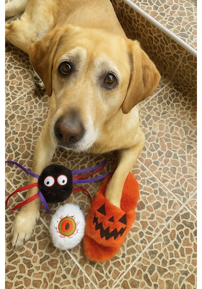 Havhav Cadılar Bayramı Temalı Hışırtılı Peluş Terlik  Köpek Oyuncağı