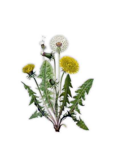 Daye Hatun Karahindiba Sirkesi/Dandelion Vinegar 500 ML