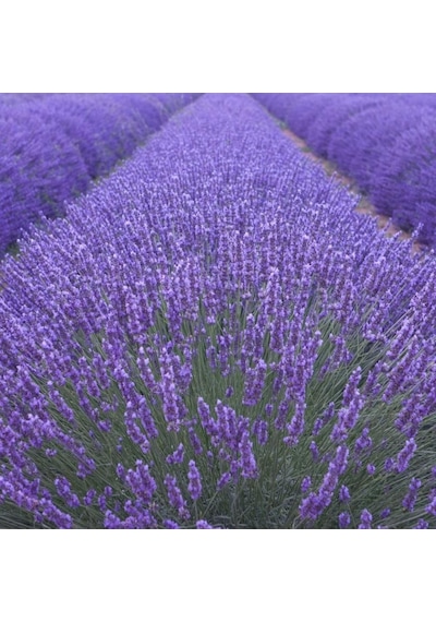 Doğal Angustifolia Lavanta Çiçeği Tohumu 40 Tohum