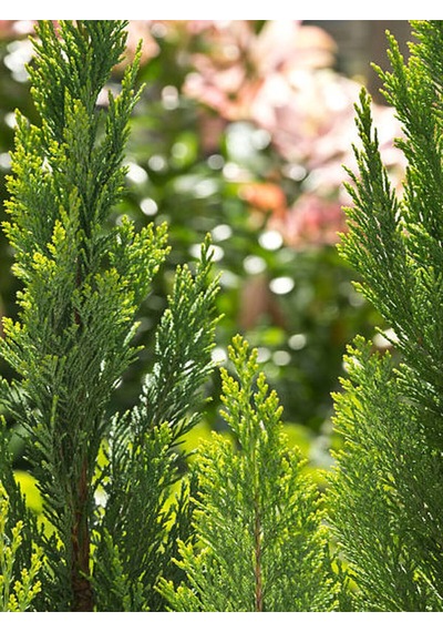 Videolu Özel Limoni Salon Çamı 30-50 Cm Saksılı/tüplü Dış Mekan Ağaçları Norfolk Island Pine
