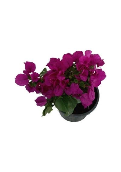 Çingene Mor Bougainvillea Begonvil Çiçeği Fidanı 10-20 Cm