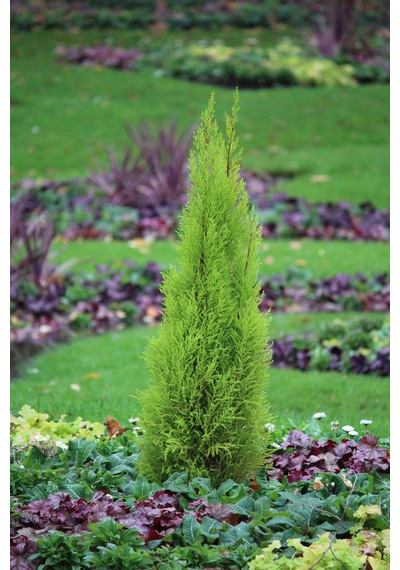 Altuni Mazı Fidanı Thuja Orientalis Aurea Tüplü Herdem Yeşil Bahçe Çit Bitkisi