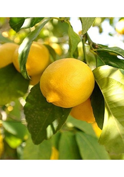 Tüplü Mayer Limon Fidanı