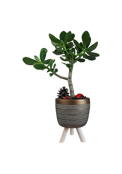 Sukulent Crassula Ovata | Ayaklı Gold Sakıda