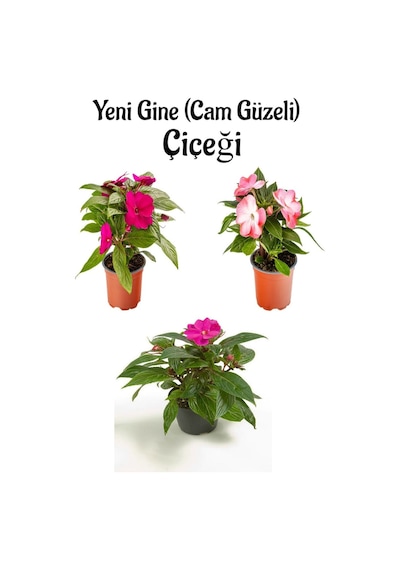 Serada Decor Plant - Fuşya + Pembe + Ebruli Yeni Gine Cam Güzeli Çiçeği 3 Adet Balkon Bitkisi 10 - 15 CM