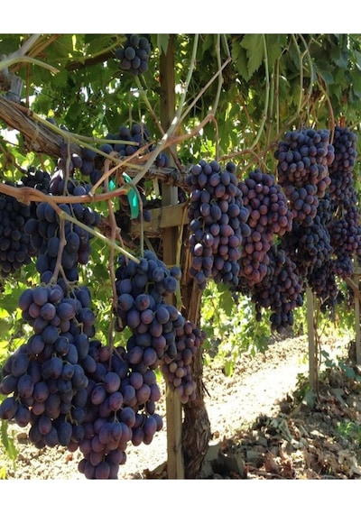Videolu Lezzetli Üzüm Asması Fidanı 30-60 Cm Tüplü Çiçekli Bodur Bitkiler "grapevine"