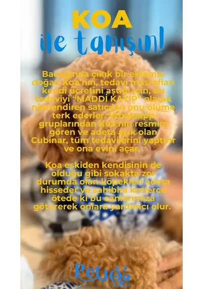 Petjoo 14.Koa Mavi-Sarı Qr'lı Köpek Künyesi