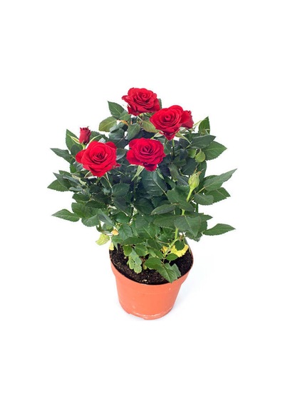 Kırmızı Bulgar Gülü Çiçeği 1 Adet Saksılı 40-60cm Bahçe Bitkisi Bulgar Red Rose