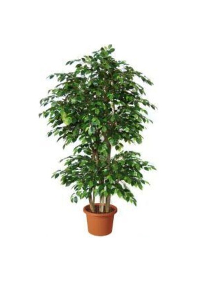 Videolu 1 Adet Benjamin Çiçeği Fidanı 55-60 Cm Saksılı Çiçekli Bodur Bitkiler Ficus Benjamina