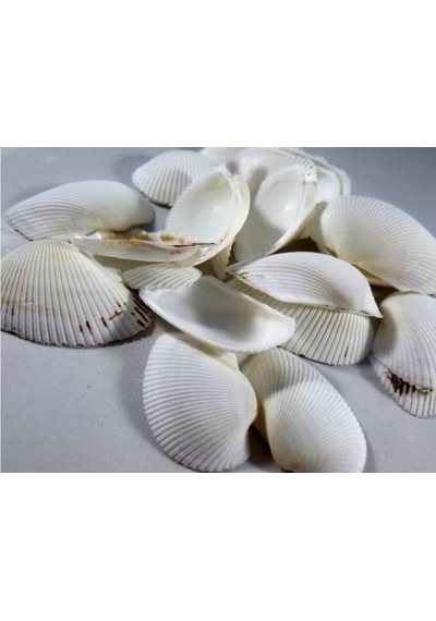 %100 NATUREL DOĞAL GERÇEK DENİZ KABUĞU 500 Gram -MMM4767