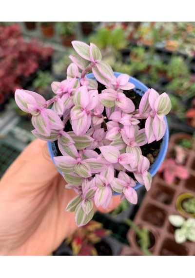 Videolu Mini Pembe Telgraf Çiçeği 10-15 Cm Saksılı Çiçekli Bodur Bitkiler Tradescantia