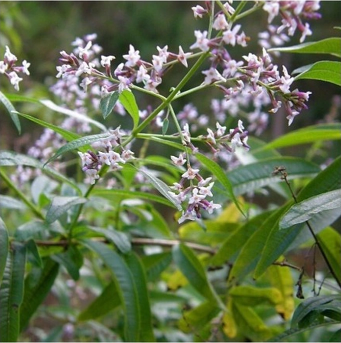 Kokulu Aloysia Triphylla Limon Otu Çiçeği Fidanı 10-20 Cm