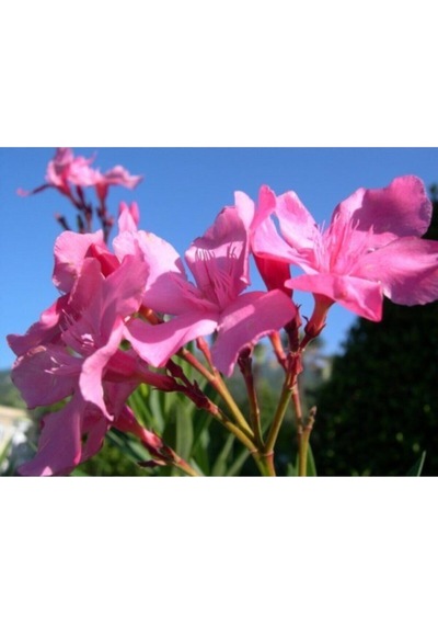 Pembe Zakkum Çiçeği Fidanı 50-70 Cm Tüplü Çiçekli Bodur Bitkiler Oleander