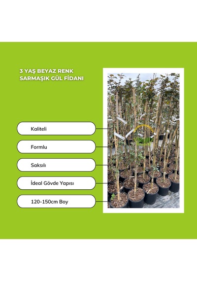 3 Yaş Beyaz Renk Sarmaşık Gül Fidanı