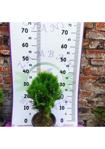 Mazı Çamı Thuja - Dayanıklı Ve Dekoratif Çam Ağacı