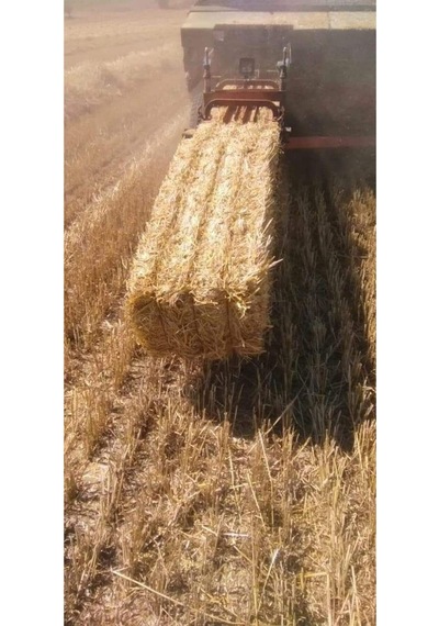 Canbay Dogal Urunler 2 Kg Balya Saman Arpa Buğday