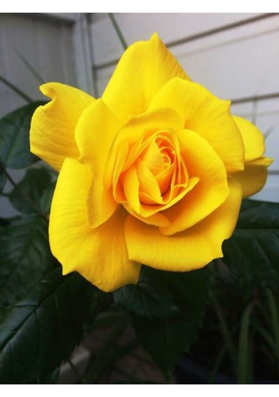 Sarı Kokulu Gül Fidanı 50-70 Cm 5 Adet Saksılı Bahçe Gülü Yellow Roses
