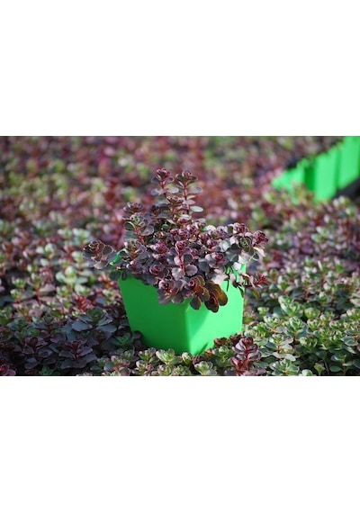 Sedum Vodoo Kırmızı Dam Koruğu Yer Örtücü Yayılıcı Bitki 45 Ade
