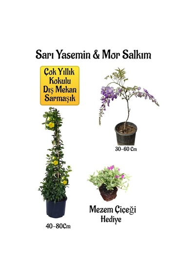 Sarı Yasemin Çiçeği+mor Salkım Ağacı Fidanı+mezem Çiçeği Peyzaj Seti