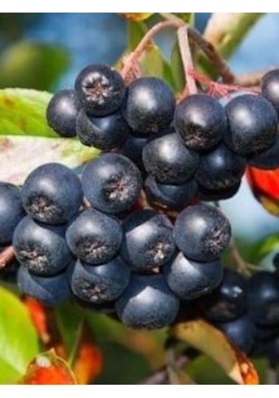 Nero Aronia Aronya Fidanı Fidesi 10-20 Cm