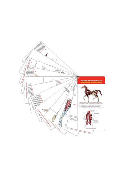 Veteriner Anatomi Cep Kartları At Anatomisi (Baş-Boyun-Gövde-Baca