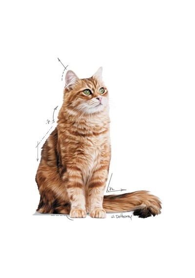 Royal Canin Dıgest Sensıtıve Kedi Yaş Mama 12x85gr