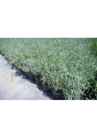 Lavanta Fidanı 2 Adet 30-40 Cm Lavandula İntermedia