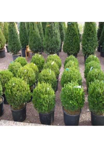 Buxus Sempervirens Şimşir Fidesi Fidanı 5 Adet 20-30 Cm