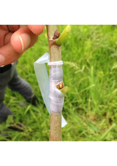 Efor Max 250 Gr Aşı Macunu+aşı Bandı Bitki Aşılama Seti Budama İçin Aşı Macunu Tüm Aşı Türleriyle Uyumlu
