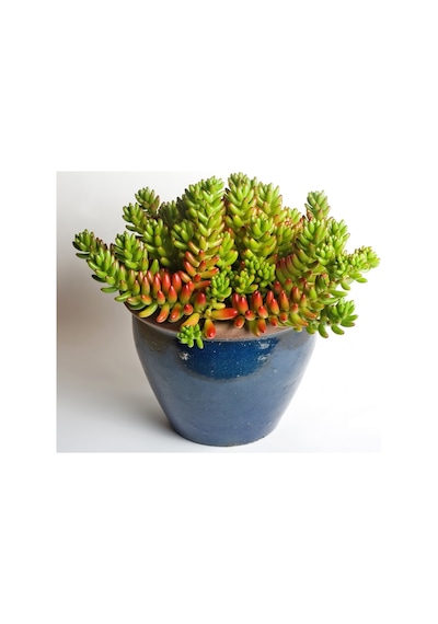 Sedum Rubrotinctum Jelibon Sukulent 180 Adet