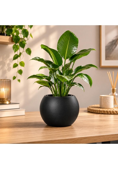 Siyah Yuvarlak Dekoratif Saksı 20x20 Cm İçlikli Ve İçliksiz Kullanım Modern Salon Ve Ofis Saksı -