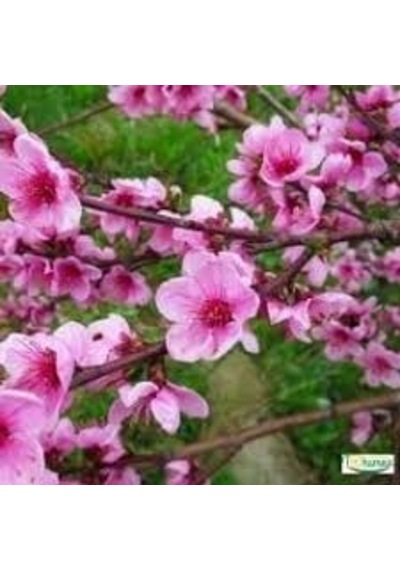 50 Adet Tohum Nadir Bulunan Pembe Kanada Erguvan Ağacı Tohumu