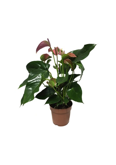 Anthurium Andraeanum 'Pink' (Flamingo Çiçeği) Ø12 CM Y30-35 CM