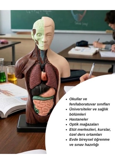 Temel 8 Parçalı İnsan Anatomisi Torso Modeli 24.5 Cm