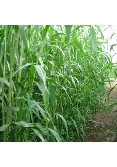Sorgum Sudan Otu Tohumu 5 KG N117473