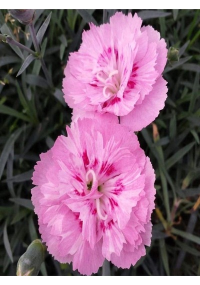 Muhteşem Kokulu 1 Adet Pembe Karanfil Çiçeği Fidanı 40-60cm Saksılı Carnation Flower