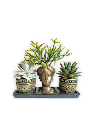 Haworthia & Echeveria & Rhipsalis 3'lü Sukulent Seti Helen Gold Serisi