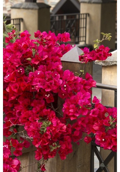 Begonvil Çiçeği 50-60cm /şuan Çiçeksizdir