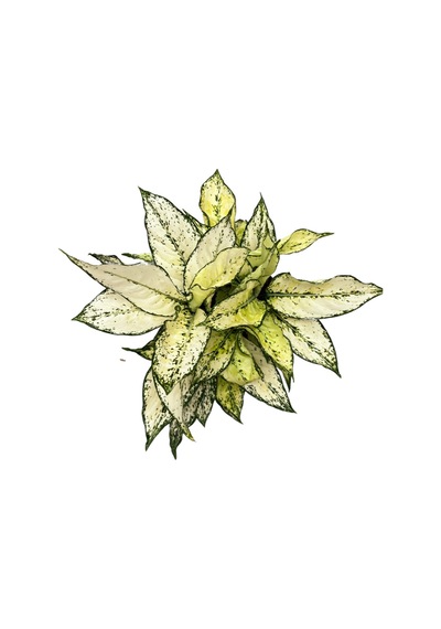 Aglaonema 'white Kiwi' Çin Herdemyeşili Ø19 Cm Y40-45 Cm