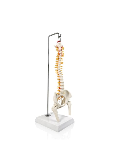 Esnek Omurga Modeli, Femur Başlı, 45 Cm - Omurga Maketi 01