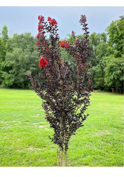 Oya Ağacı Black Best Red Siyah Yapraklı Kırmızı Çiçekli Oya Ağacı 1-2 Yaş