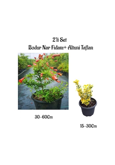Bodur Nar Ağacı Fidanı+altuni Taflan Çit Bitkisi 2'li Set Bahçe Bitkileri