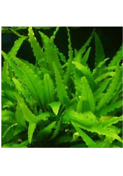 Cryptocoryne Wendtii Green Saksı Canlı Bitki