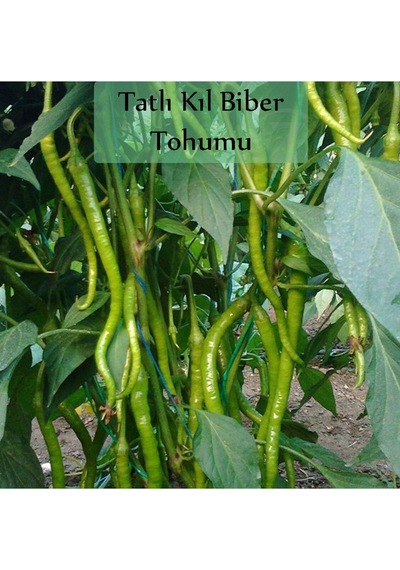 6 Paket Tohum No7 Iska Soğan Tohumu Arpacık Soğan Çeri Domates Frenk Maydanoz Salatalık Biber Tohumu
