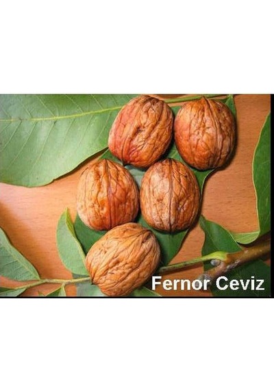 Fernor Ceviz Fidanı 2 Yaş - Tüplü 40-60 Cm