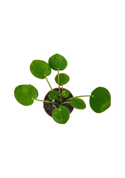 Çin Para Çiçeği Çin Para Bitkisi 10-20 Cm Pilea Peperomioides
