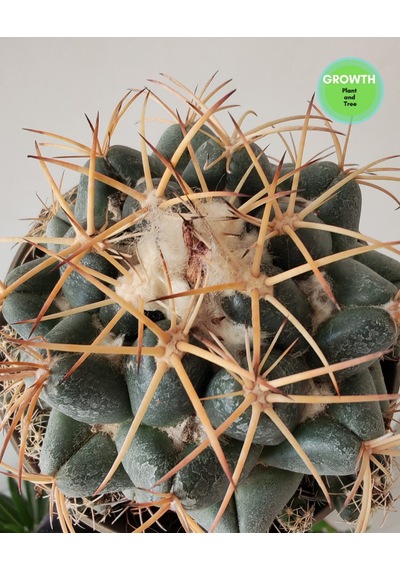 Coryphantha Cactaceae Meksika Kaktüsü 1 Adet