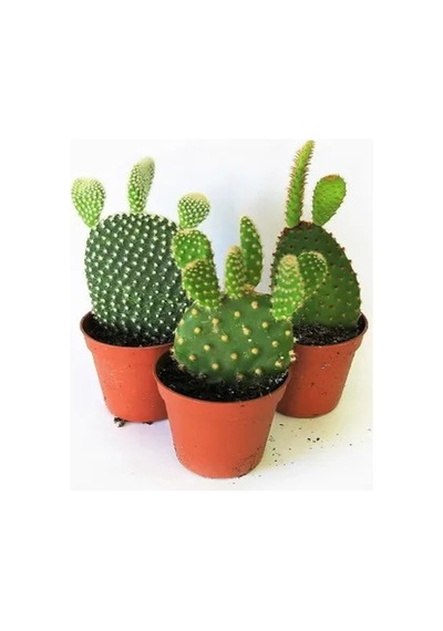 Serada Decor Plant 3 Adet Tavşan Kulağı Kaktüs 3 Ayrı Renk Sarı-kırmızı-beyaz Opuntia Microdasys