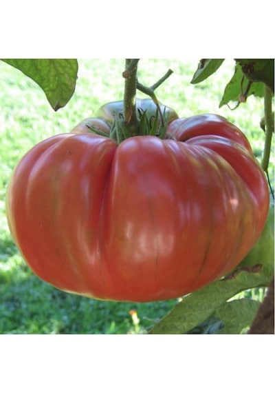 Pembe Domates Yetiştirme Seti